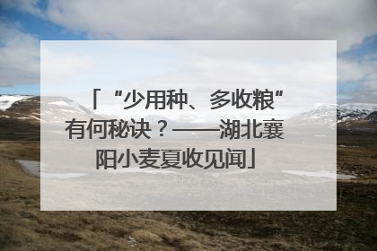 “少用种、多收粮”有何秘诀？——湖北襄阳小麦夏收见闻