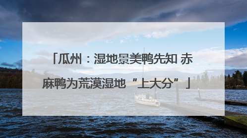 瓜州：湿地景美鸭先知 赤麻鸭为荒漠湿地“上大分”