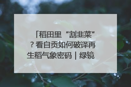稻田里“割韭菜”？看自贡如何破译再生稻气象密码｜绿镜头·发现中国