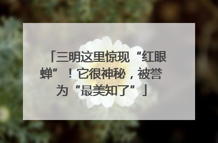 三明这里惊现“红眼蝉”！它很神秘，被誉为“最美知了”