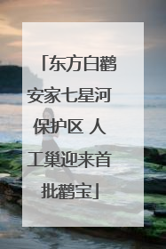 东方白鹳安家七星河保护区 人工巢迎来首批鹳宝