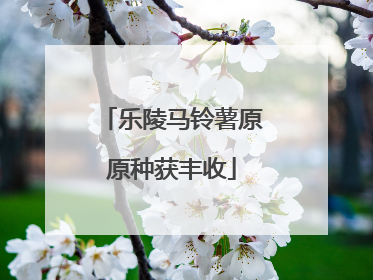 乐陵马铃薯原原种获丰收