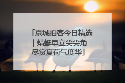 京城拍客今日精选｜蜻蜓早立尖尖角 尽赏夏荷气度华