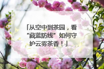 从空中到茶园，看“藏蓝防线”如何守护云雾茶香！