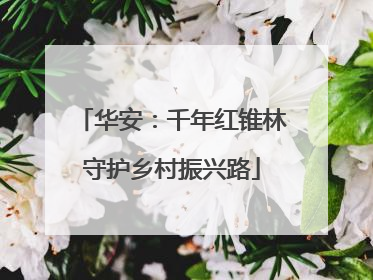 华安：千年红锥林守护乡村振兴路