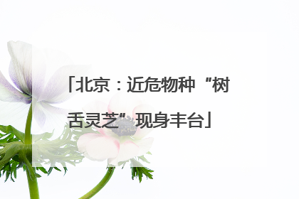 北京：近危物种“树舌灵芝”现身丰台
