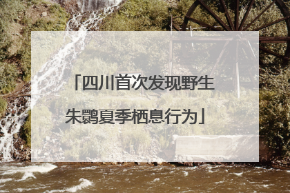 四川首次发现野生朱鹮夏季栖息行为