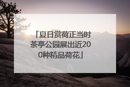 夏日赏荷正当时 茶亭公园展出近200种精品荷花
