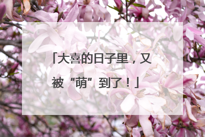 大喜的日子里，又被“萌”到了！