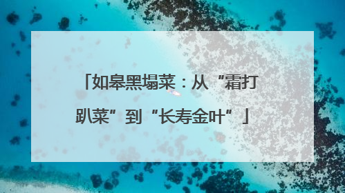 如皋黑塌菜：从“霜打趴菜”到“长寿金叶”