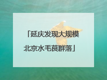 延庆发现大规模北京水毛茛群落