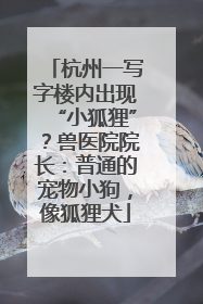 杭州一写字楼内出现“小狐狸”？兽医院院长：普通的宠物小狗，像狐狸犬