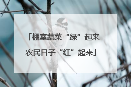 棚室蔬菜“绿”起来 农民日子“红”起来