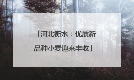 河北衡水：优质新品种小麦迎来丰收