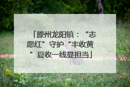 滕州龙阳镇：“志愿红”守护“丰收黄”夏收一线显担当