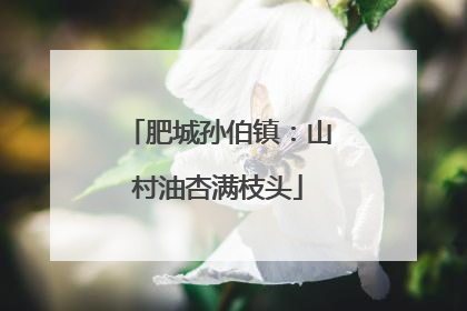 肥城孙伯镇：山村油杏满枝头