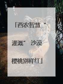 西农智慧“灌溉” 沙漠樱桃别样红