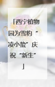 西宁植物园为雪豹“凌小蛰”庆祝“新生”
