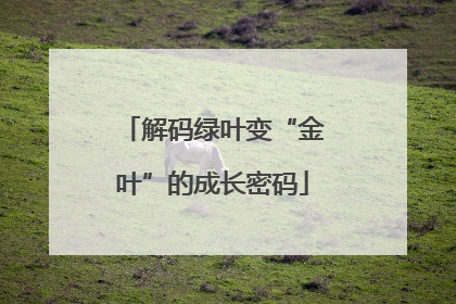 解码绿叶变“金叶”的成长密码