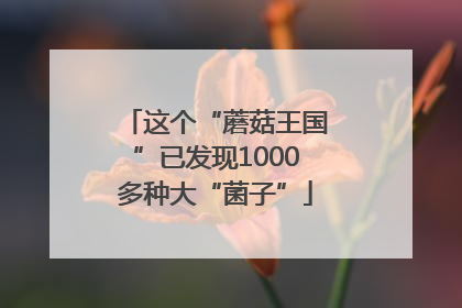 这个“蘑菇王国”已发现1000多种大“菌子”